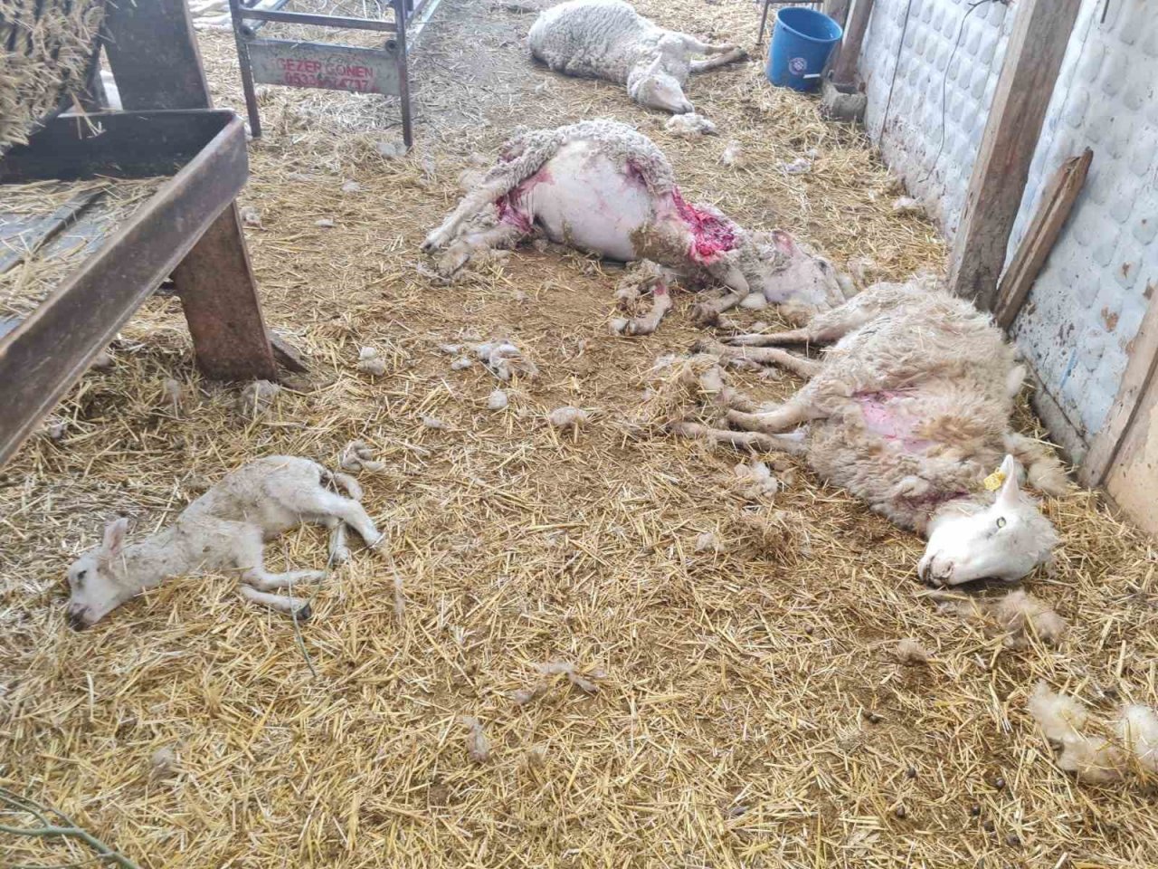 Dama giren sokak köpekleri koyunları telef etti