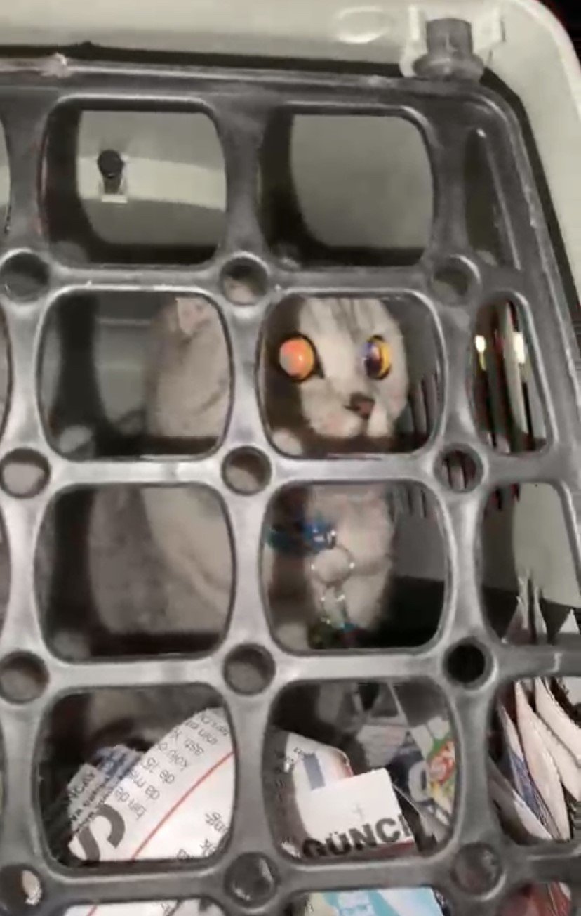 Konya itfaiyesi depremden 11 gün sonra ağır hasarlı binada kalan kediyi kurtardı