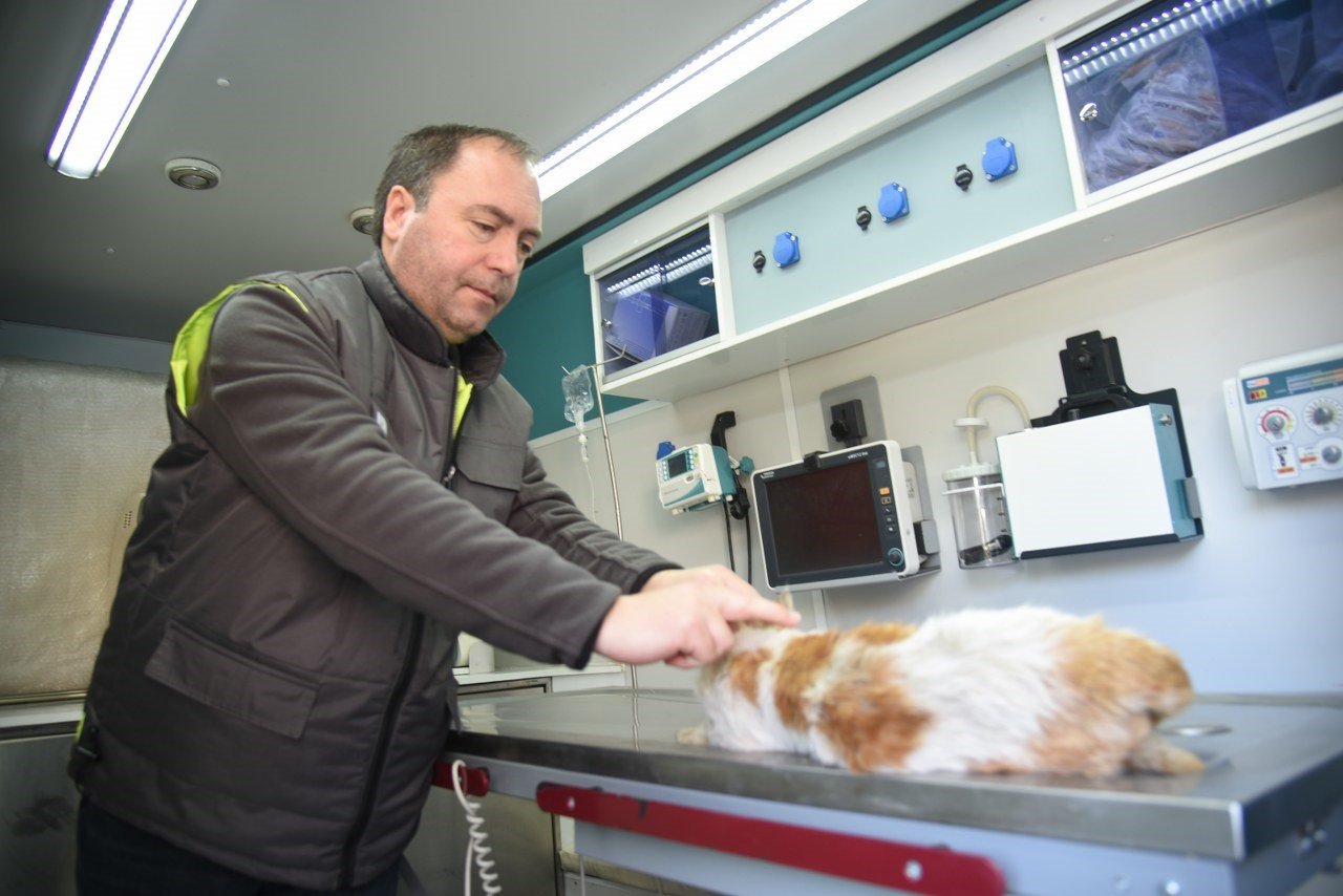 Asrın felaketinde sokak hayvanları unutulmadı