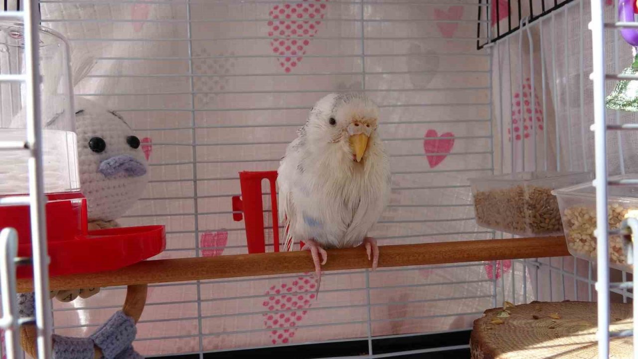 Enkaz altında çıkarılan kuş Van’da tedavi edildi