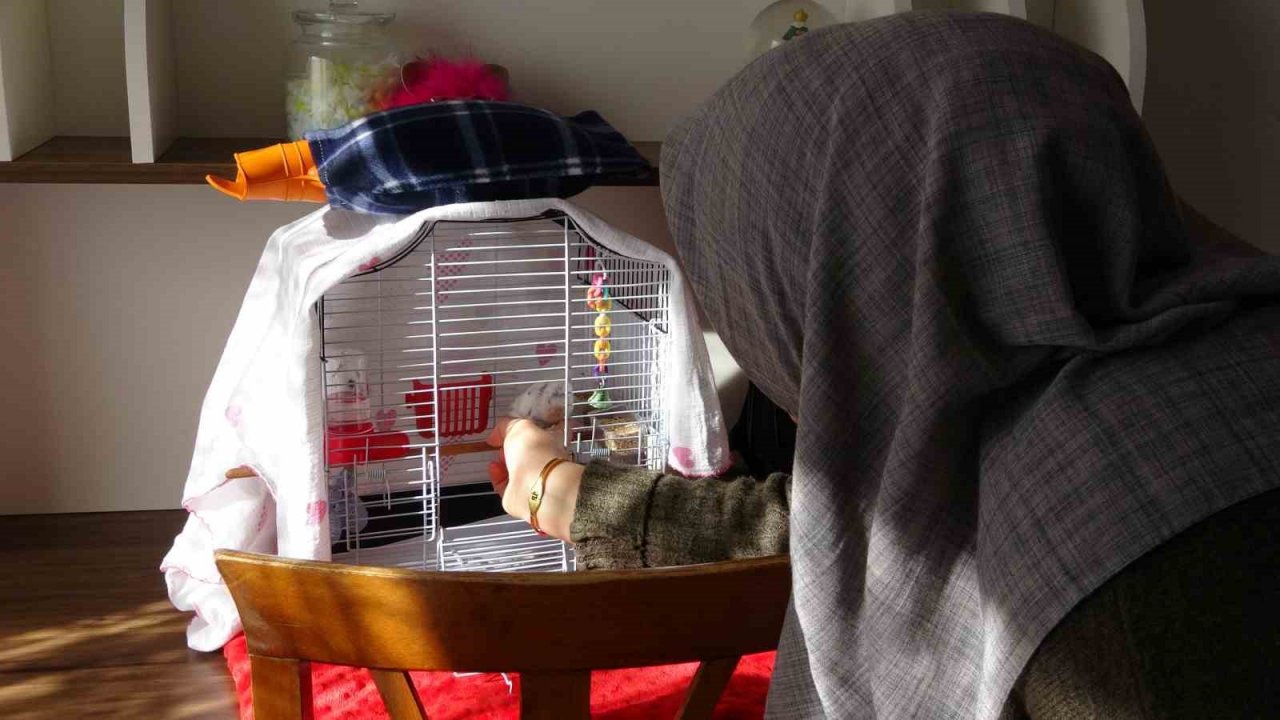 Enkaz altında çıkarılan kuş Van’da tedavi edildi