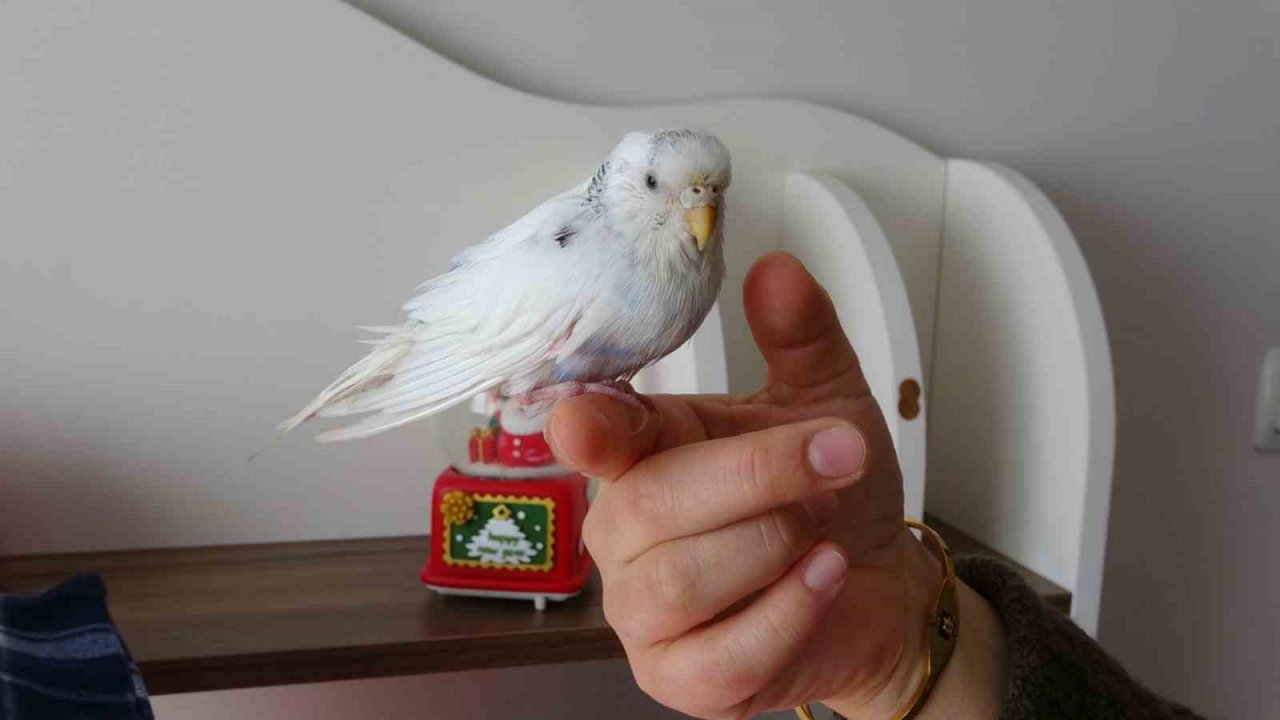 Enkaz altında çıkarılan kuş Van’da tedavi edildi