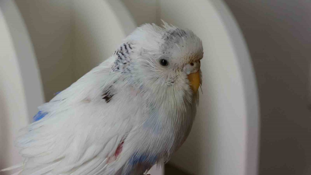 Enkaz altında çıkarılan kuş Van’da tedavi edildi