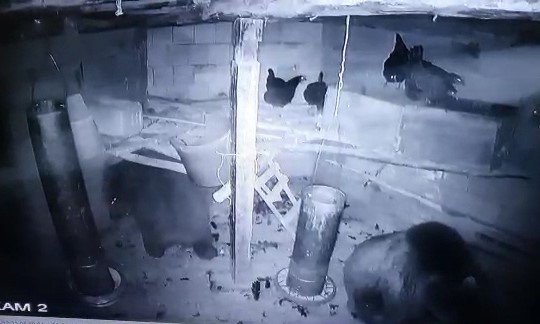 Kümese giren anne ayı ve yavrusu tavukları telef etti