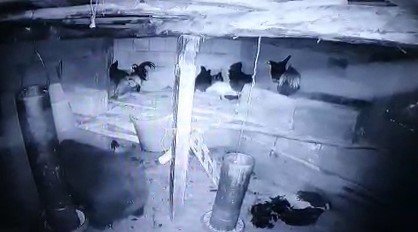 Kümese giren anne ayı ve yavrusu tavukları telef etti