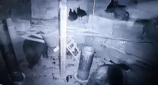 Kümese giren anne ayı ve yavrusu tavukları telef etti