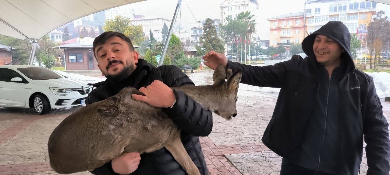 Artvin’de vatandaşların bitkin halde bulduğu karaca görevlilere teslim edildi