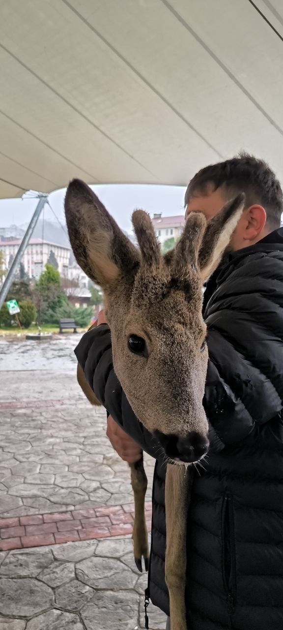Artvin’de vatandaşların bitkin halde bulduğu karaca görevlilere teslim edildi