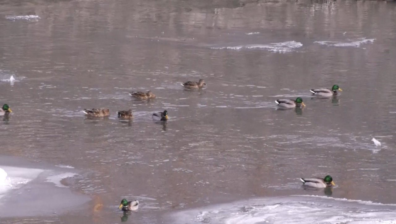 Yaban ördekleri Kars Çayı’nı mesken tuttu