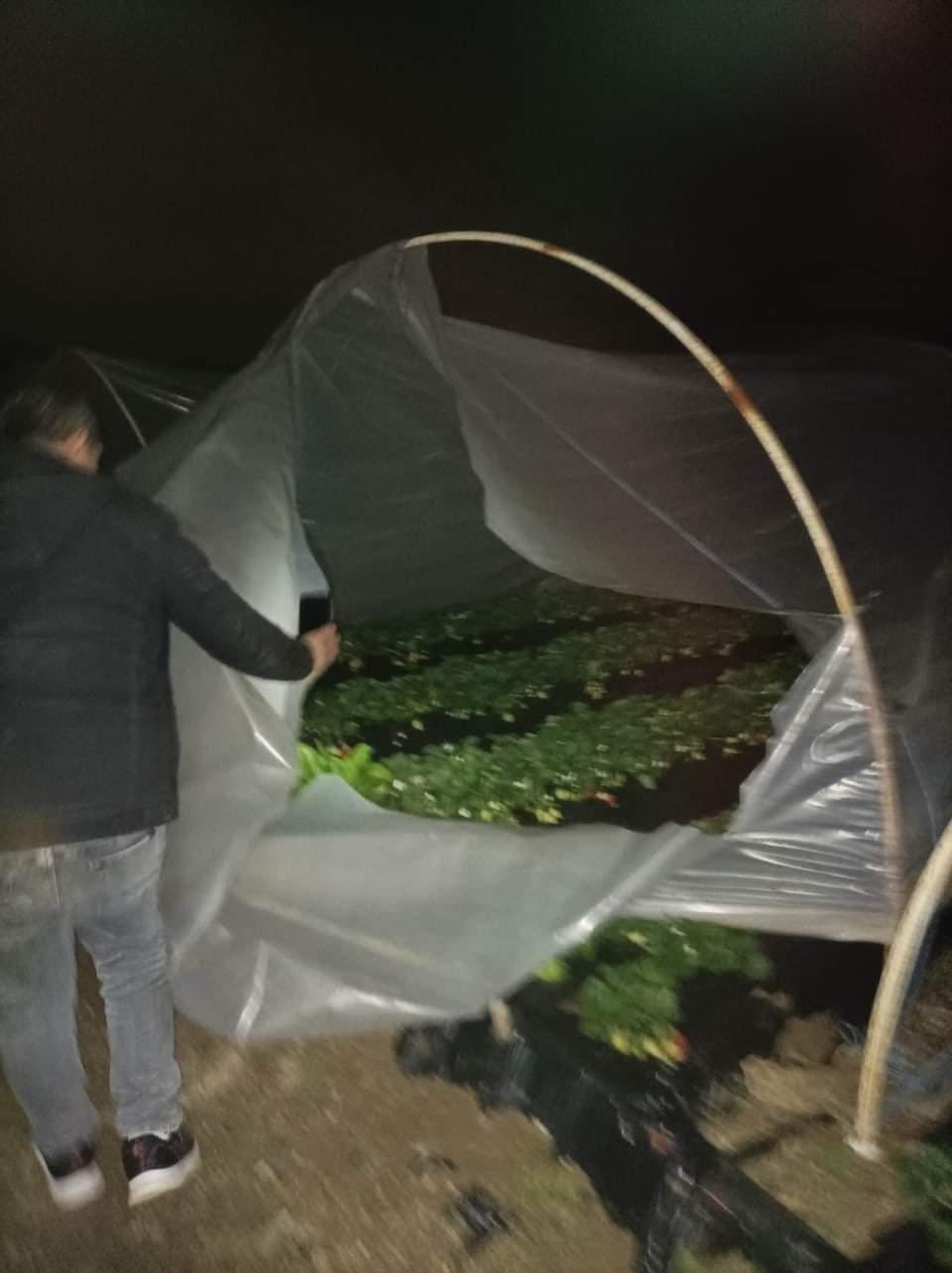 Çilek seralarına kimliği belirsiz kişi ya da kişilerce zarar verildi