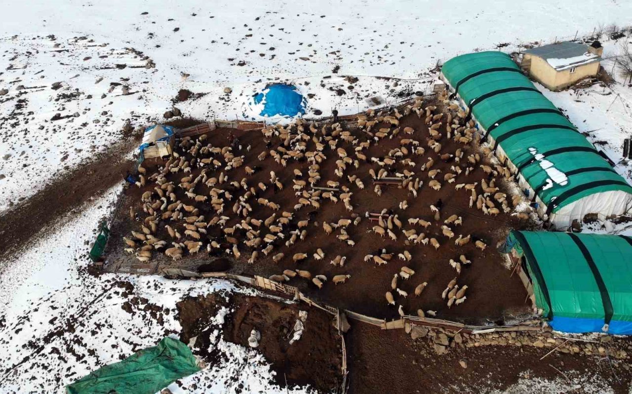 Göçerlerin ’kuzu’ mutluluğu