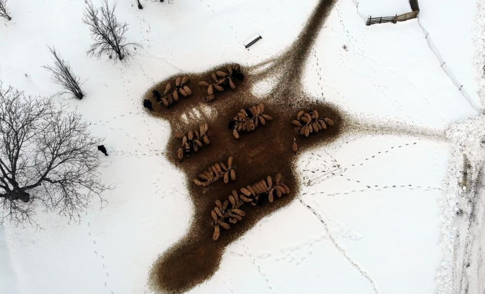 Göçerlerin ’kuzu’ mutluluğu