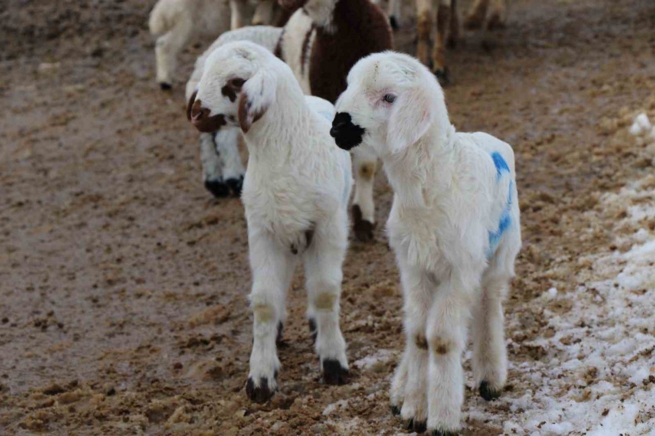 Göçerlerin ’kuzu’ mutluluğu