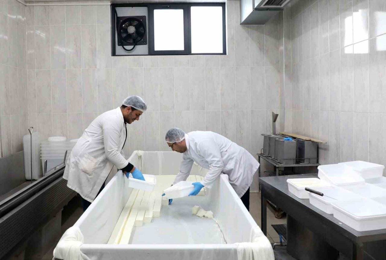 KAYÜ bağışçılardan temin ettiği sütü peynir yaparak depremzedelere gönderdi