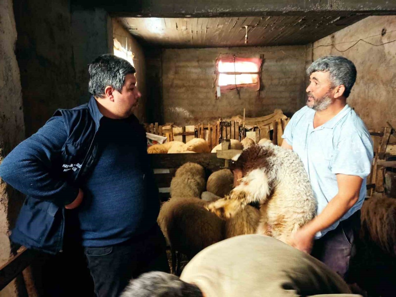 Deprem bölgelerinde hayvan hastalıkları ile mücadele sürüyor