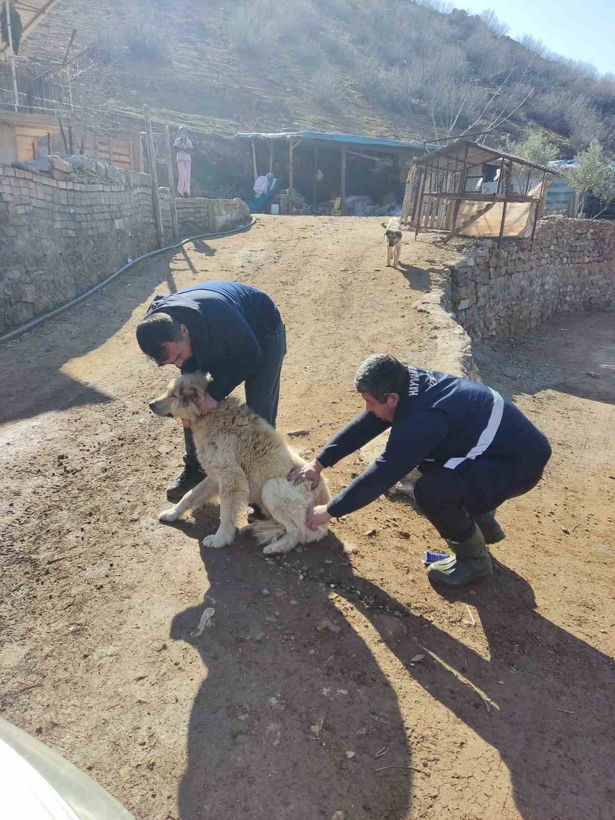 Deprem bölgelerinde hayvan hastalıkları ile mücadele sürüyor