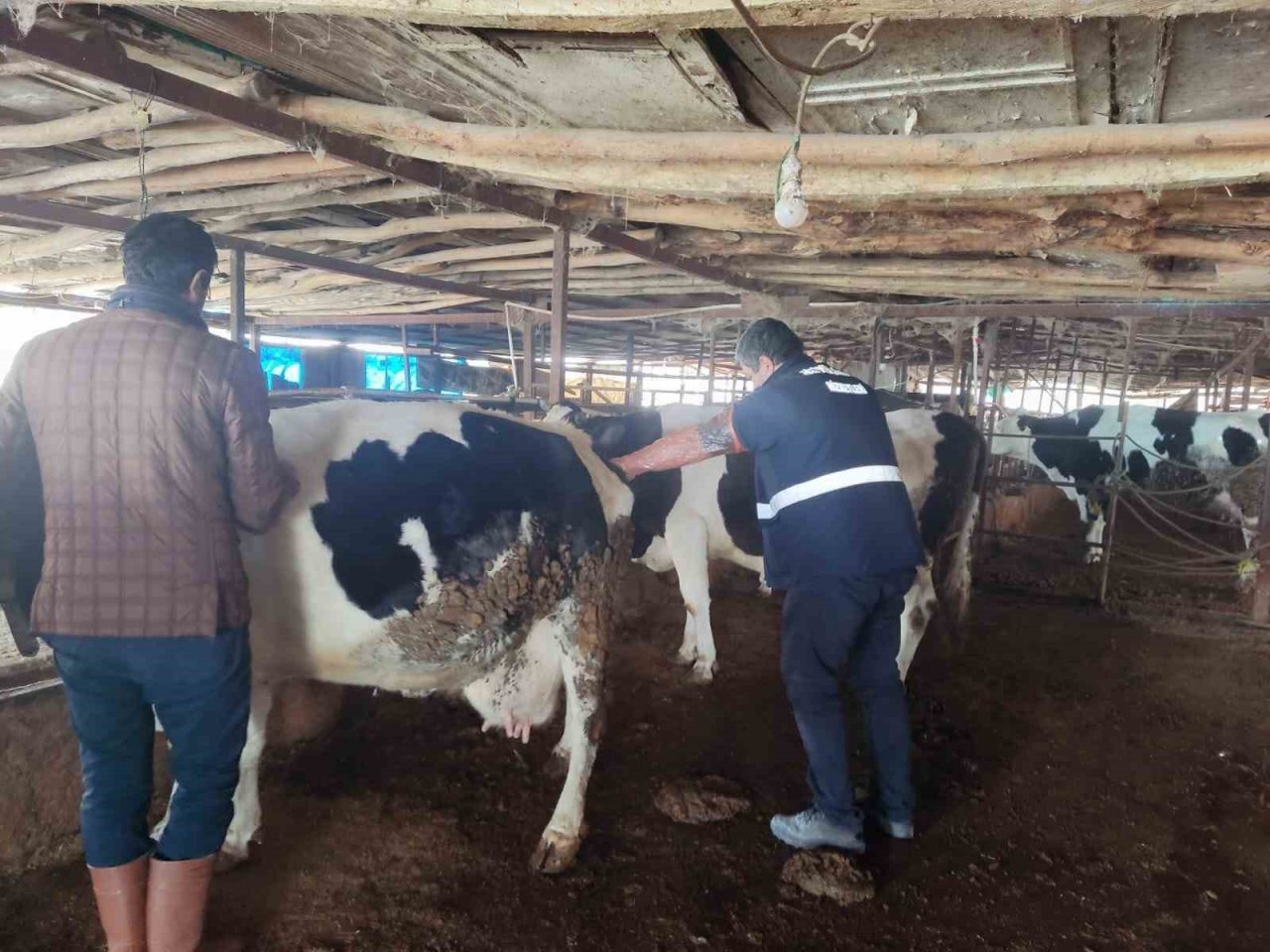 Deprem bölgelerinde hayvan hastalıkları ile mücadele sürüyor