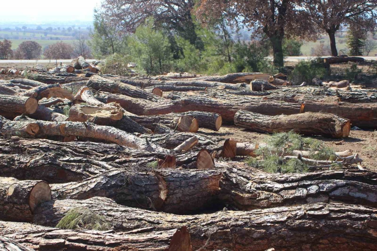 Aktaş Çamlığı’nda gençleştirme çalışması başladı