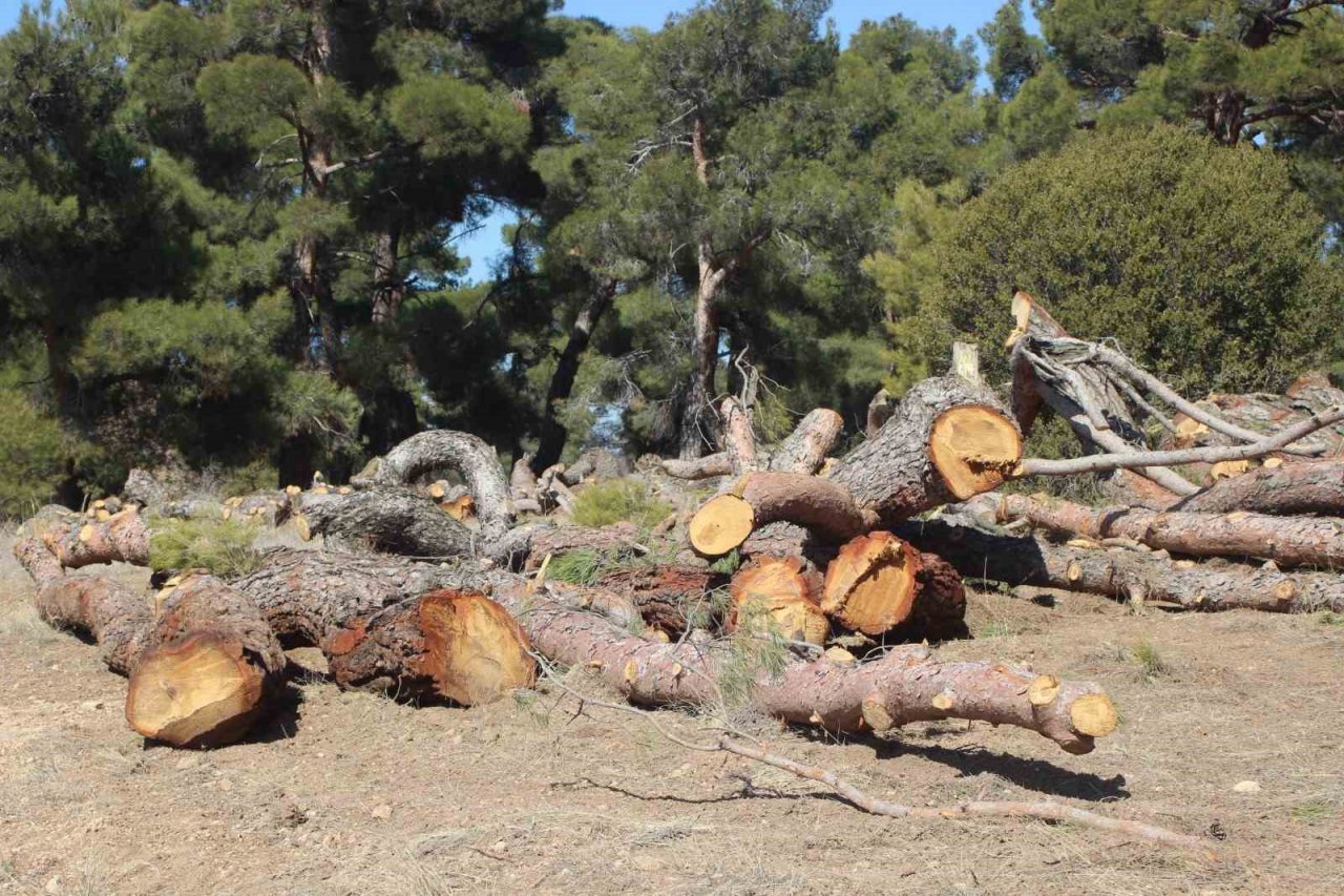 Aktaş Çamlığı’nda gençleştirme çalışması başladı