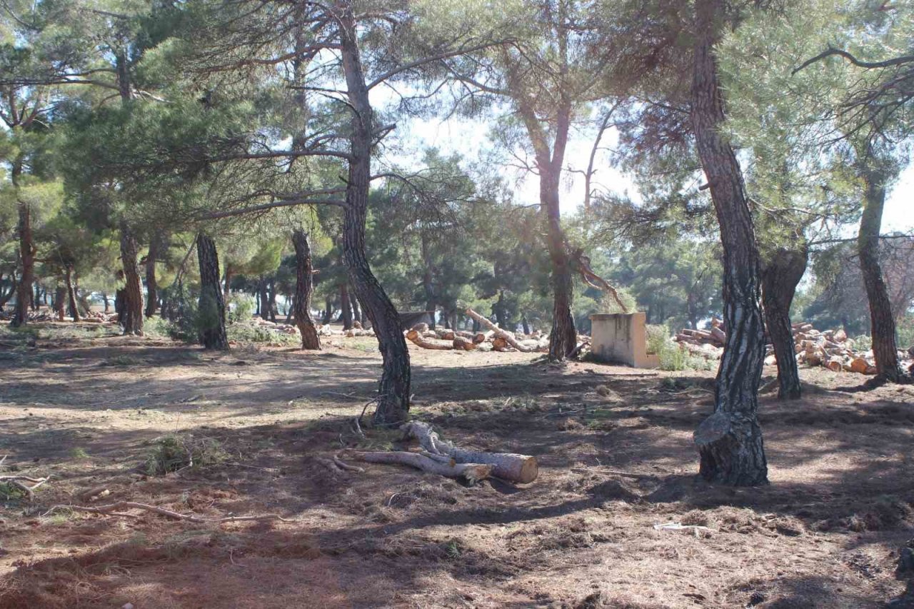 Aktaş Çamlığı’nda gençleştirme çalışması başladı