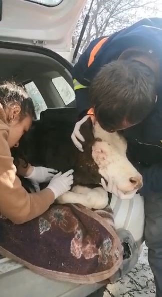 Enkaz altından çıkartılan 14 günlük buzağı koruma altına alındı