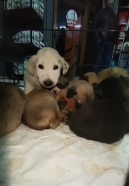 Didim’de depremden kurtulan hayvanlar için dayanışma örneği sergilendi