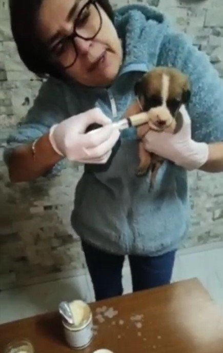 Didim’de depremden kurtulan hayvanlar için dayanışma örneği sergilendi