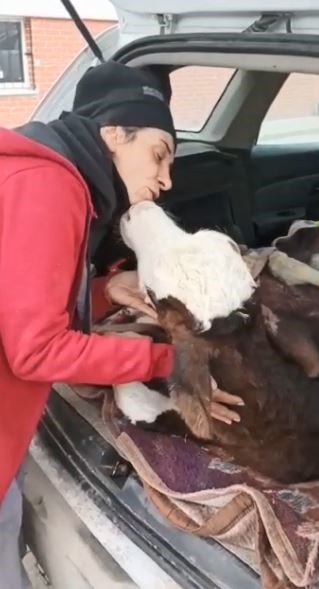 Enkaz altından çıkartılan 14 günlük buzağı koruma altına alındı