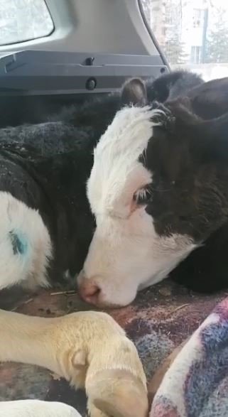 Enkaz altından çıkartılan 14 günlük buzağı koruma altına alındı