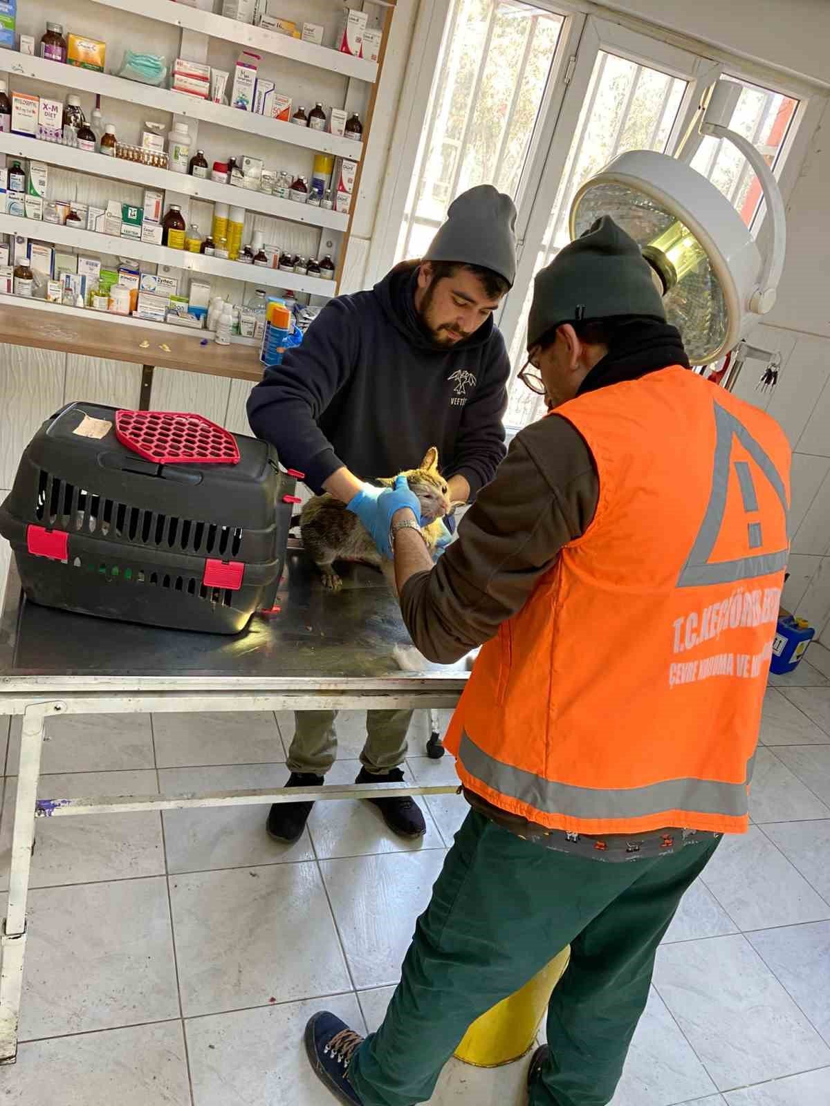 Keçiören Belediyesi veteriner hekimleri yaraları sarıyor