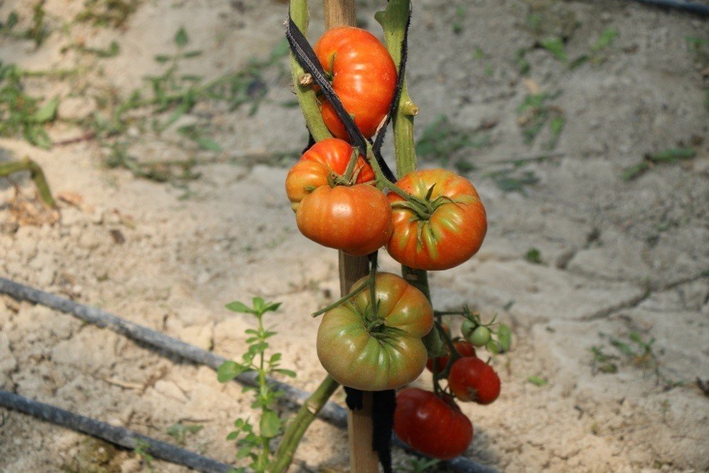 20 bin tohumu toprakla buluşuyor