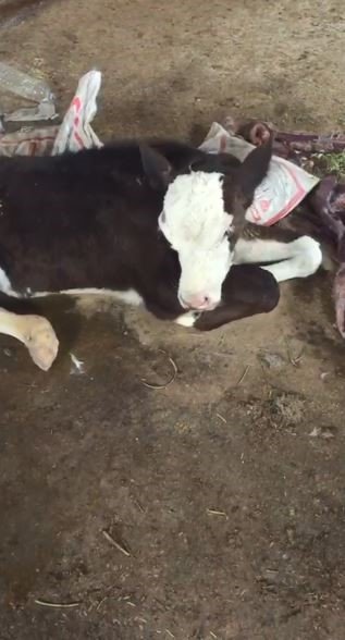 Enkaz altından çıkartılan 14 günlük buzağı koruma altına alındı