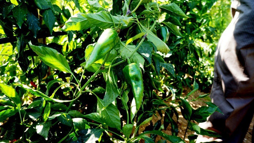 Emcelli Biberi’ne coğrafi mahreç işareti