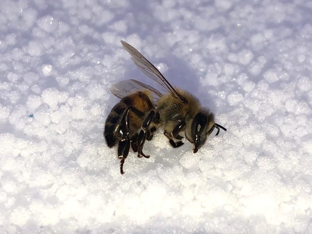 Şırnak’ta kar yağışıyla birlikte bal arıları yeni kış uykusuna yattı