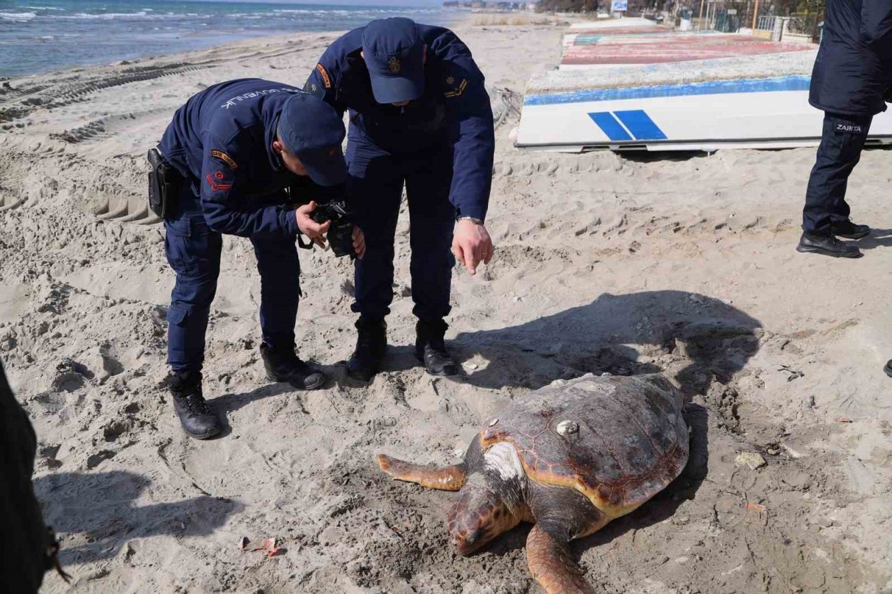 Tekirdağ sahilinde "caretta caretta" ölüsü bulundu