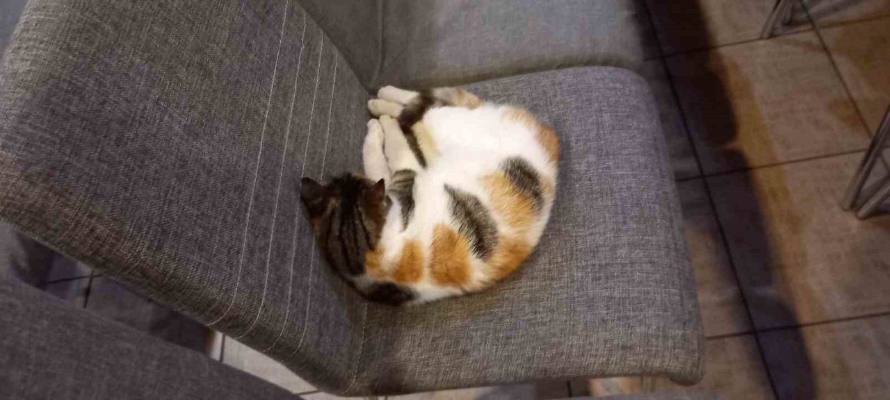 Soğukta üşüyen kedi sanat merkezine sığındı