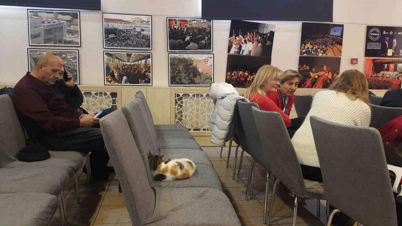 Soğukta üşüyen kedi sanat merkezine sığındı