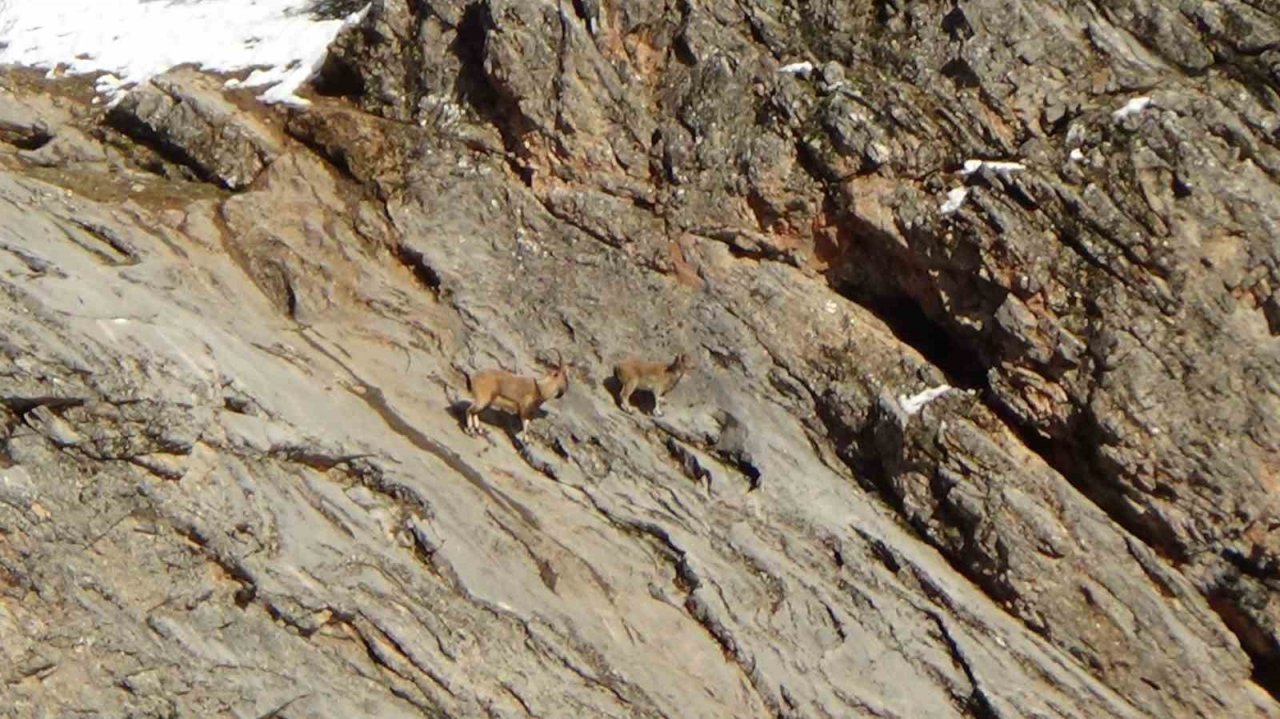 Avcılık durduruldu, dağ keçileri rahatça gezmeye başladı