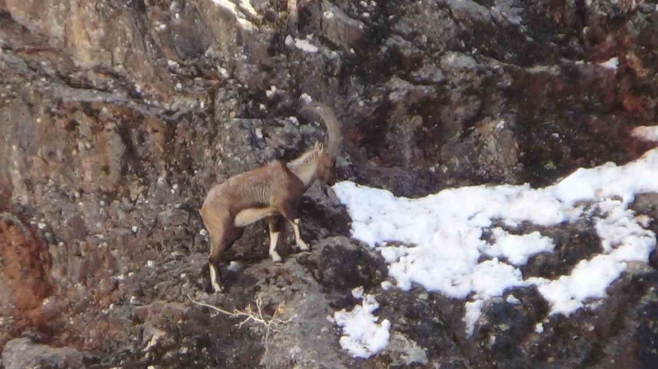 Avcılık durduruldu, dağ keçileri rahatça gezmeye başladı