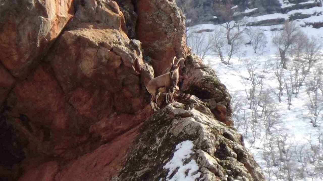 Avcılık durduruldu, dağ keçileri rahatça gezmeye başladı
