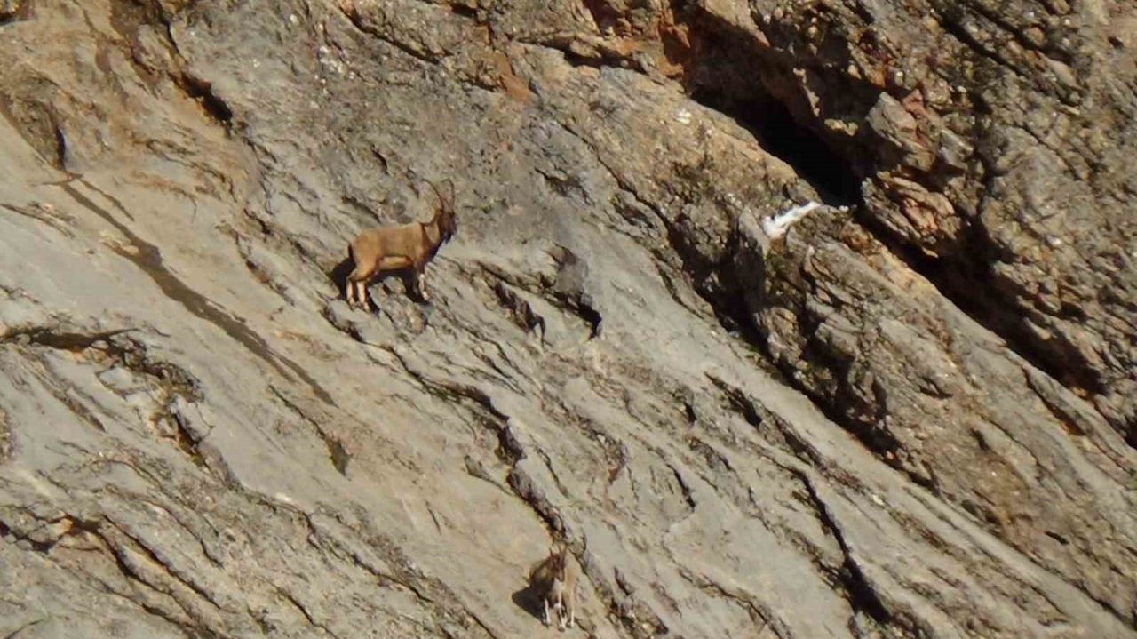 Avcılık durduruldu, dağ keçileri rahatça gezmeye başladı