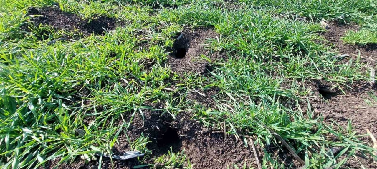 Biga’da üreticilere tarla faresi uyarısı