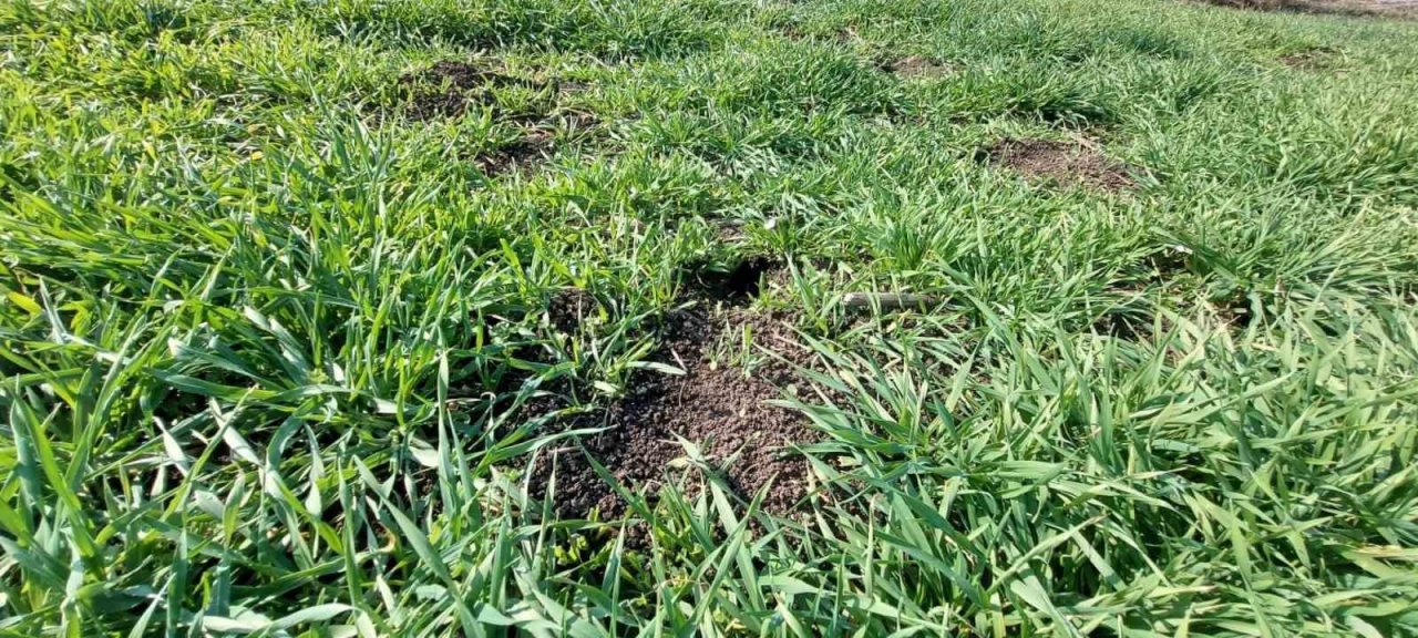 Biga’da üreticilere tarla faresi uyarısı