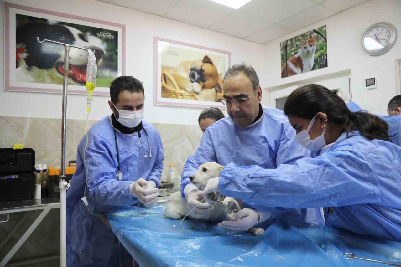 Enkazda sahiplerini kaybeden ‘Afet’ isimli köpeğe büyükşehir sahip çıktı