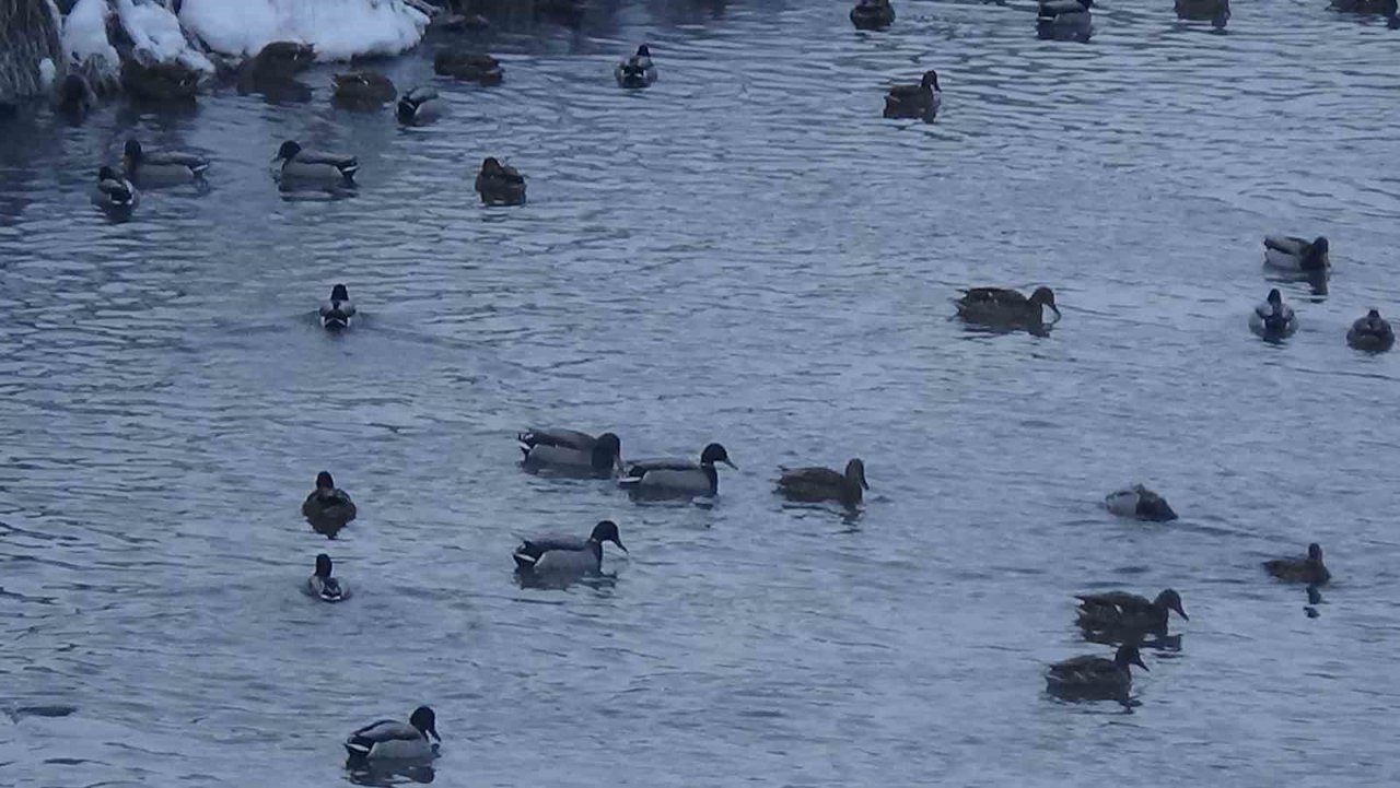 Kars’ta su samurunun ördeklerle sınavı kameraya yansıdı