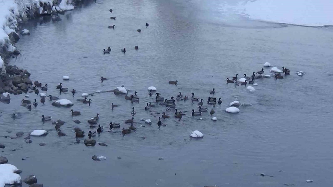 Kars’ta su samurunun ördeklerle sınavı kameraya yansıdı