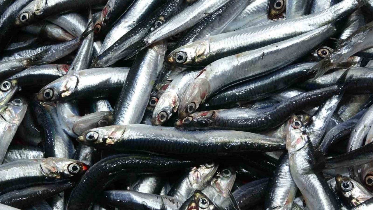 Yasakların ardından irileşen hamsinin kilosu 50 liradan 100 liraya çıktı