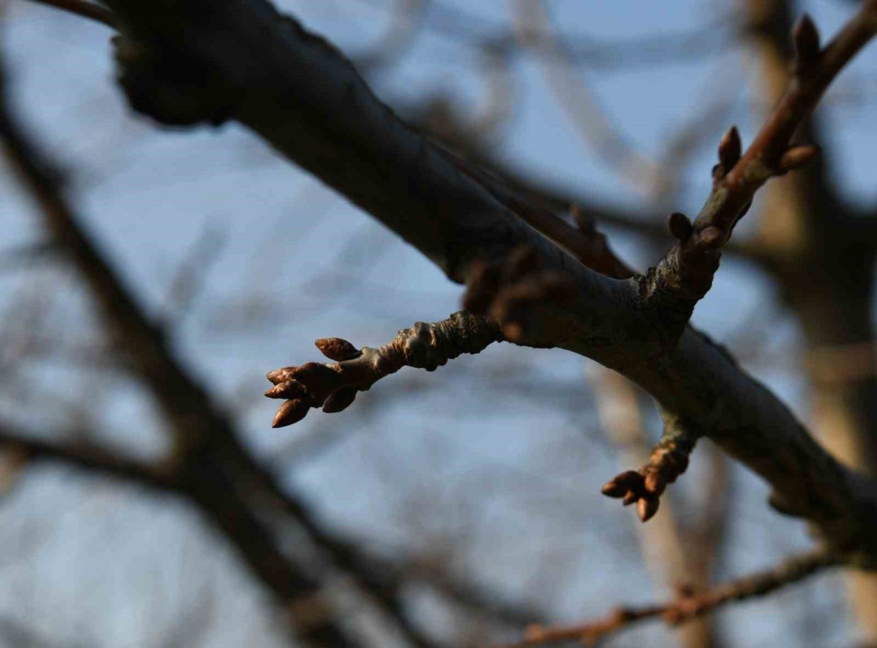 Meyve ağaçları soğuklama ihtiyaçlarını karşıladı