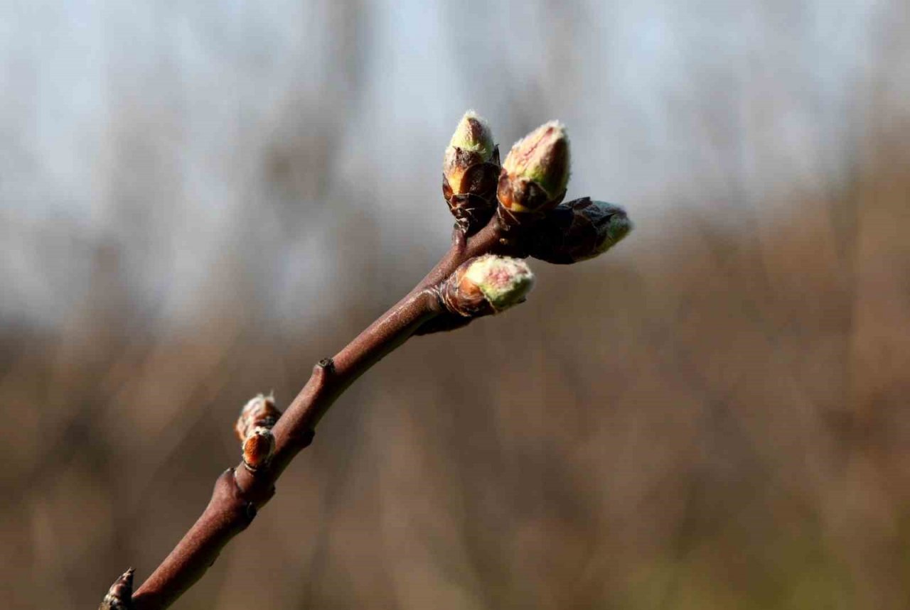 Meyve ağaçları soğuklama ihtiyaçlarını karşıladı