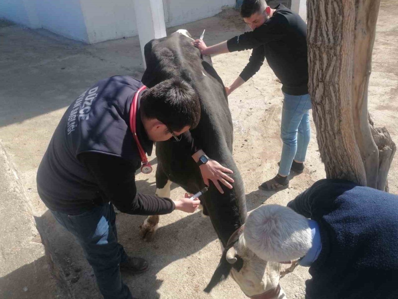 Deprem bölgesinde hayvanlar muayeneden geçiriliyor